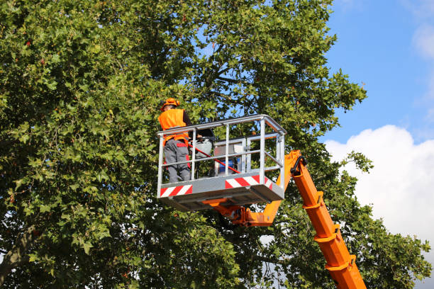 Best Tree Cabling and Bracing  in Fremont, NE